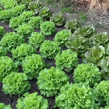 Global Chill Farm Loft شقة